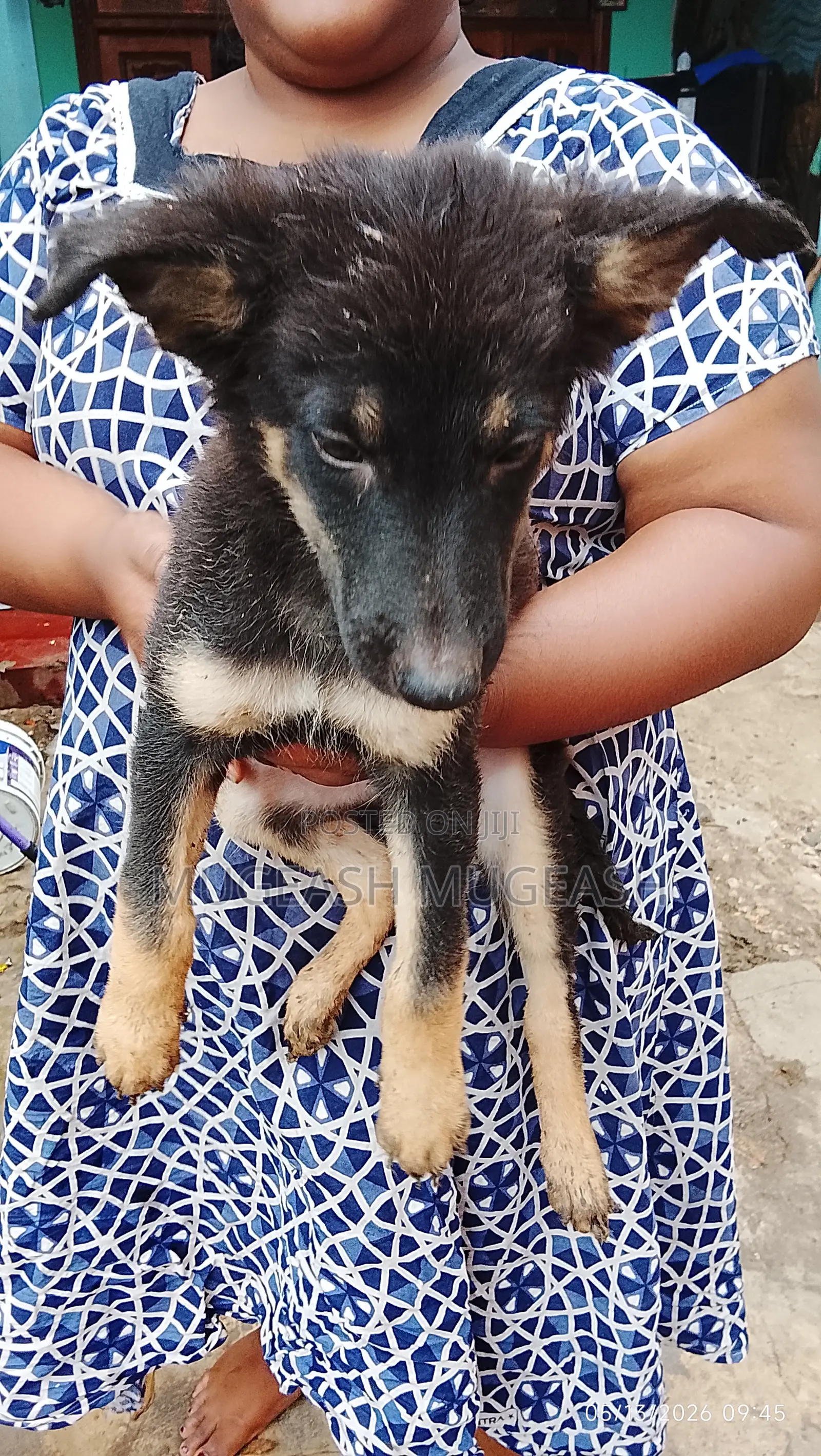 0-1 month Male Purebred German Shepherd