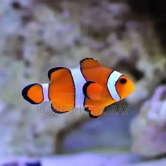 Nemo Clownfish