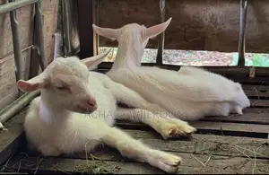 Goats - With Good Bread