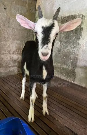 Goats - With Good Bread