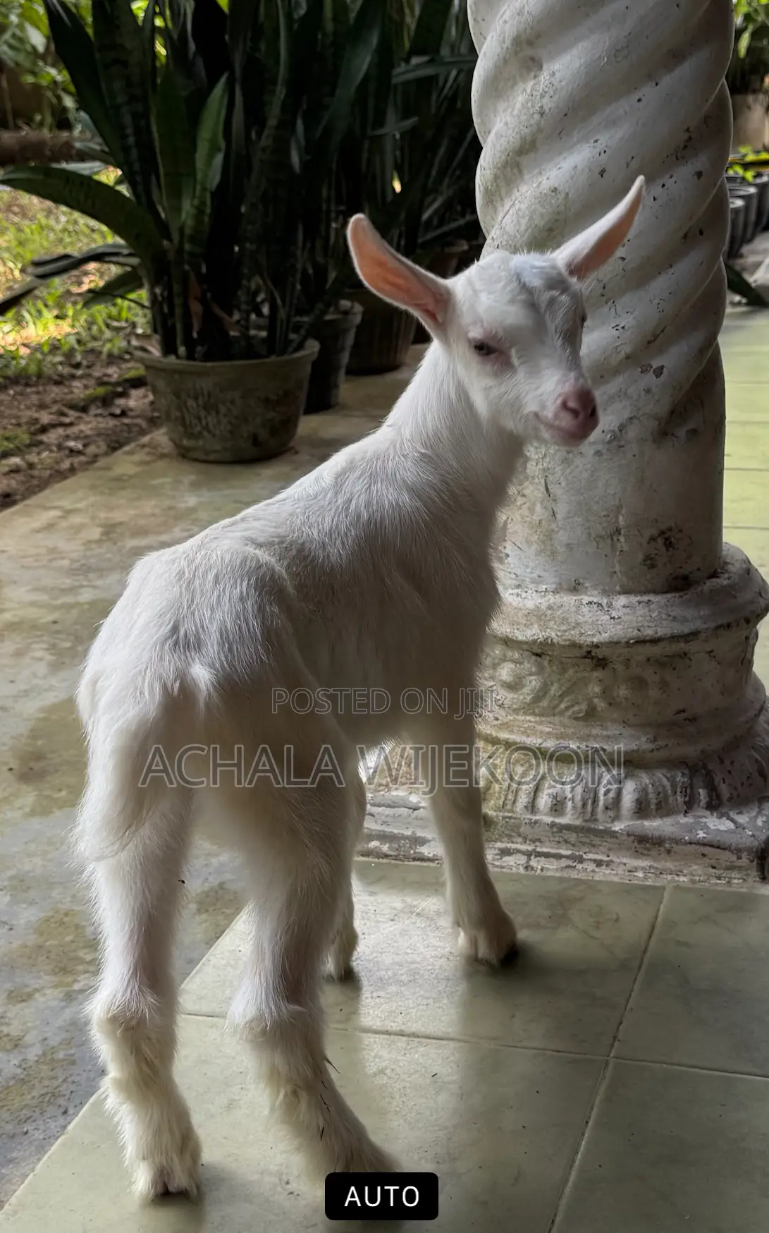 Goats - With Good Bread