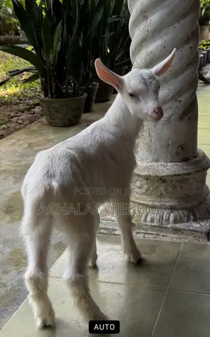 Goats - With Good Bread