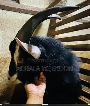 Goats - With Good Bread