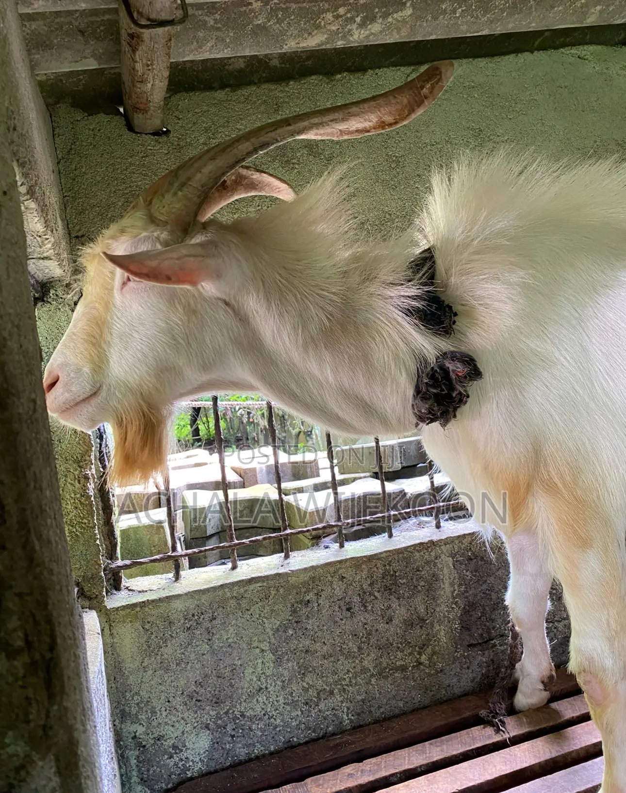 Goats - With Good Bread