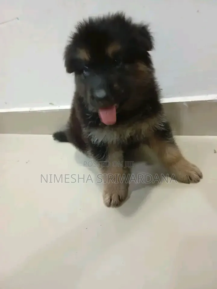 0-1 month Male Purebred German Shepherd