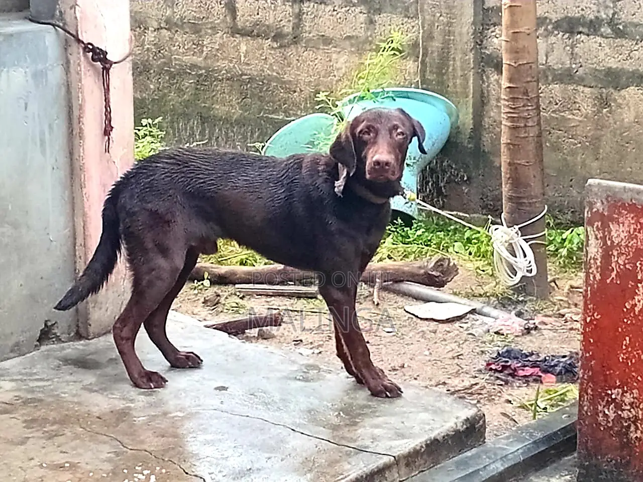 1+ year Male Purebred Labrador Retriever