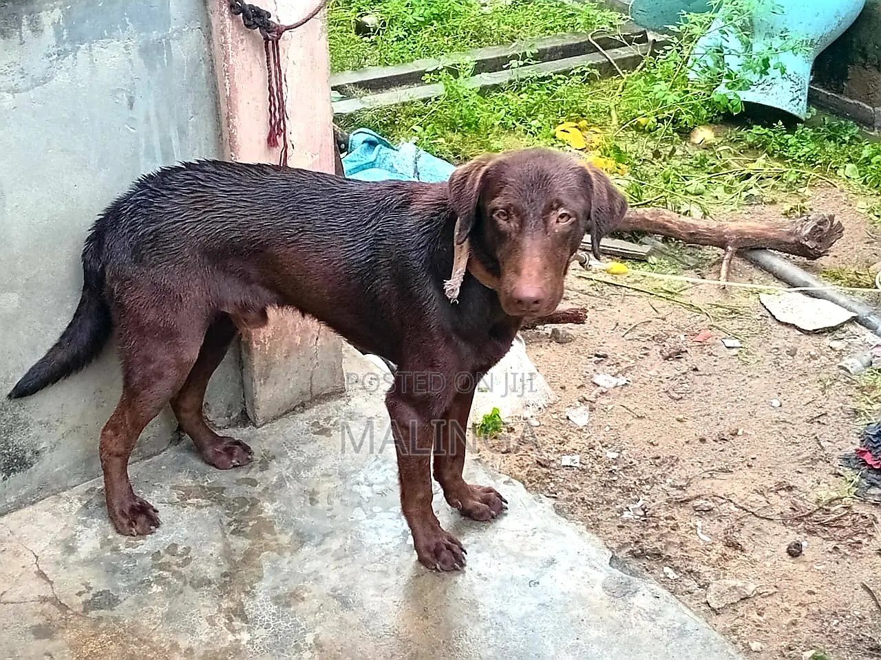 1+ year Male Purebred Labrador Retriever