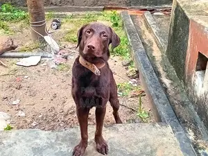 1+ year Male Purebred Labrador Retriever