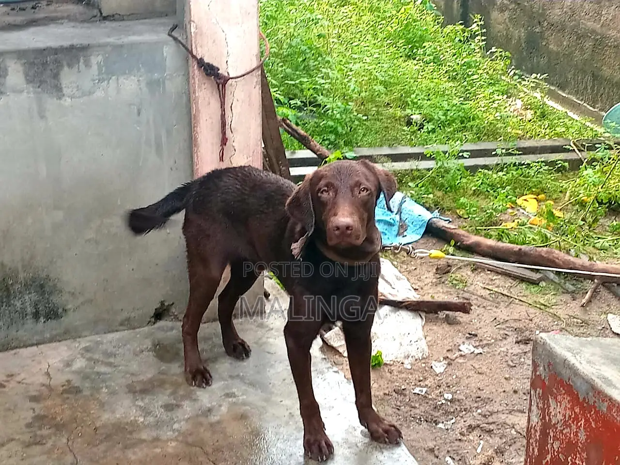 1+ year Male Purebred Labrador Retriever