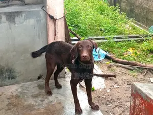 1+ year Male Purebred Labrador Retriever