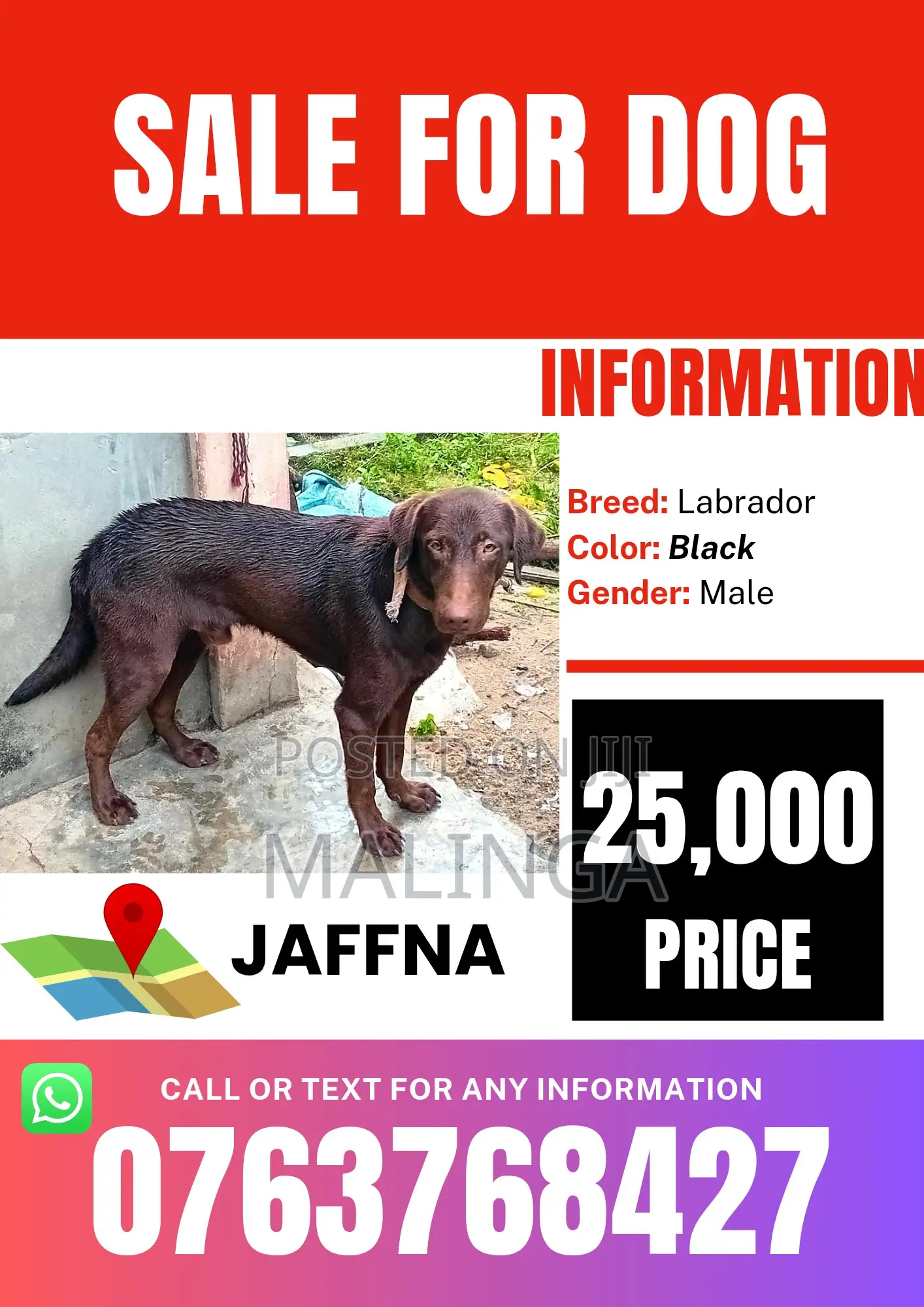 1+ year Male Purebred Labrador Retriever