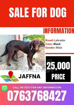 1+ year Male Purebred Labrador Retriever