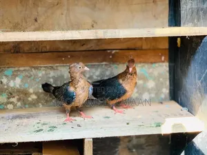 Original Arc Angle. Breeding Pair