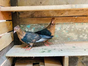 Original Arc Angle. Breeding Pair