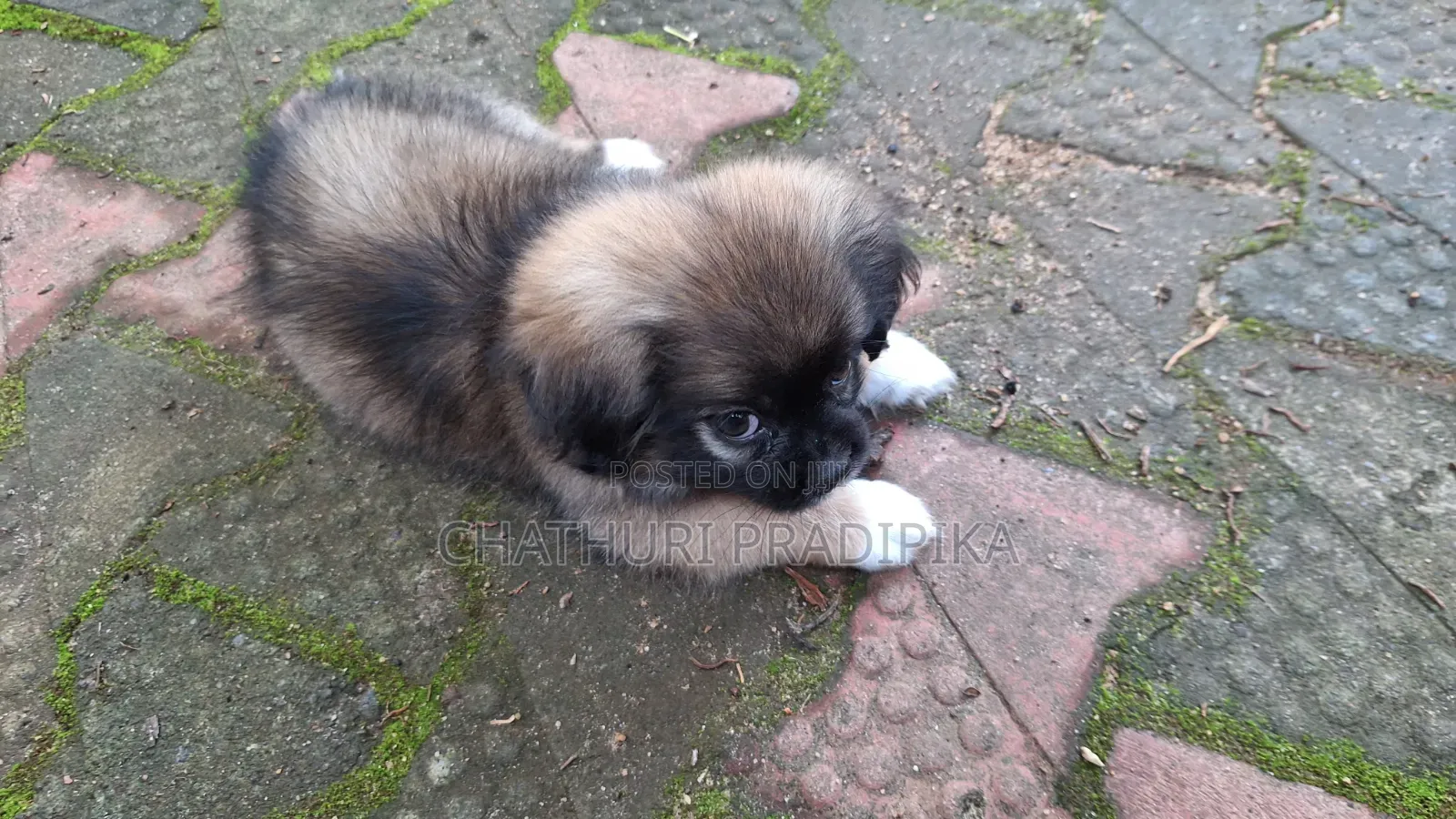 1-3 months Male Purebred Shih Tzu