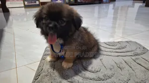 1-3 months Male Purebred Shih Tzu