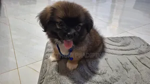 1-3 months Male Purebred Shih Tzu