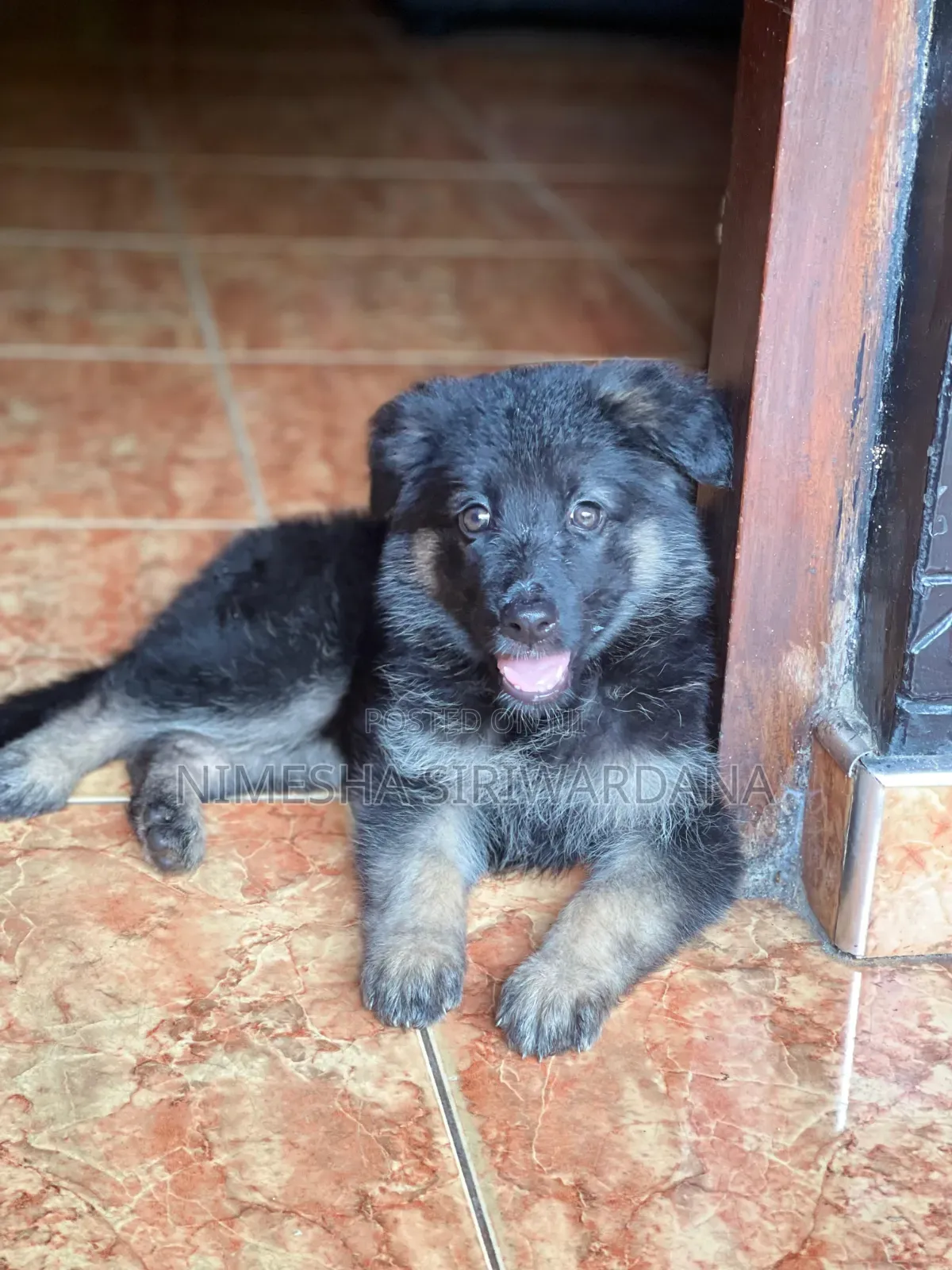 1-3 months Male Purebred German Shepherd