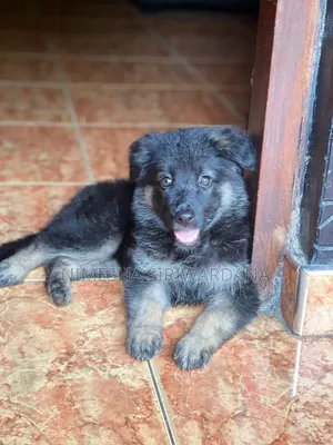1-3 months Male Purebred German Shepherd
