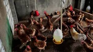 Prima Rir Chickens for Eggs