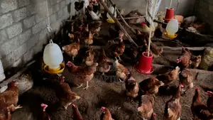 Prima Rir Chickens for Eggs