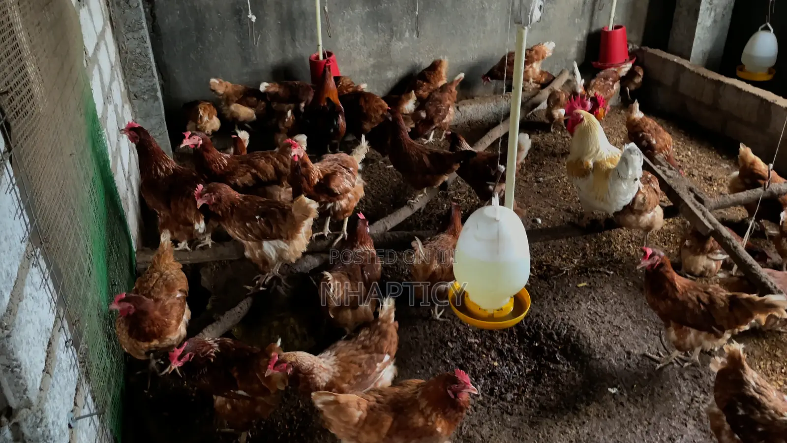 Prima Rir Chickens for Eggs
