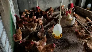 Prima Rir Chickens for Eggs