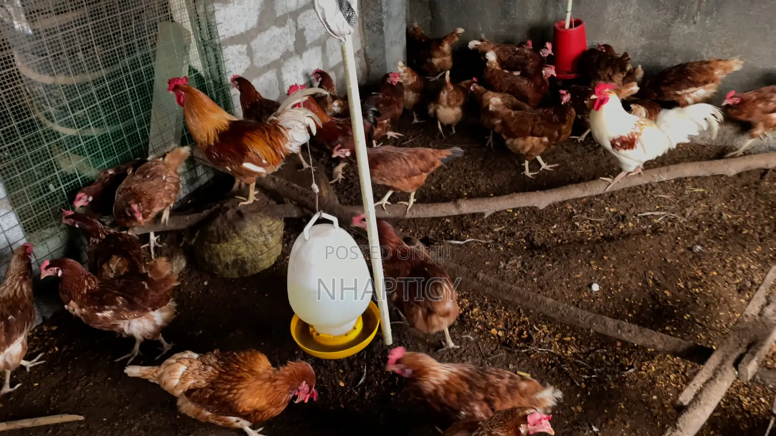 Prima Rir Chickens for Eggs