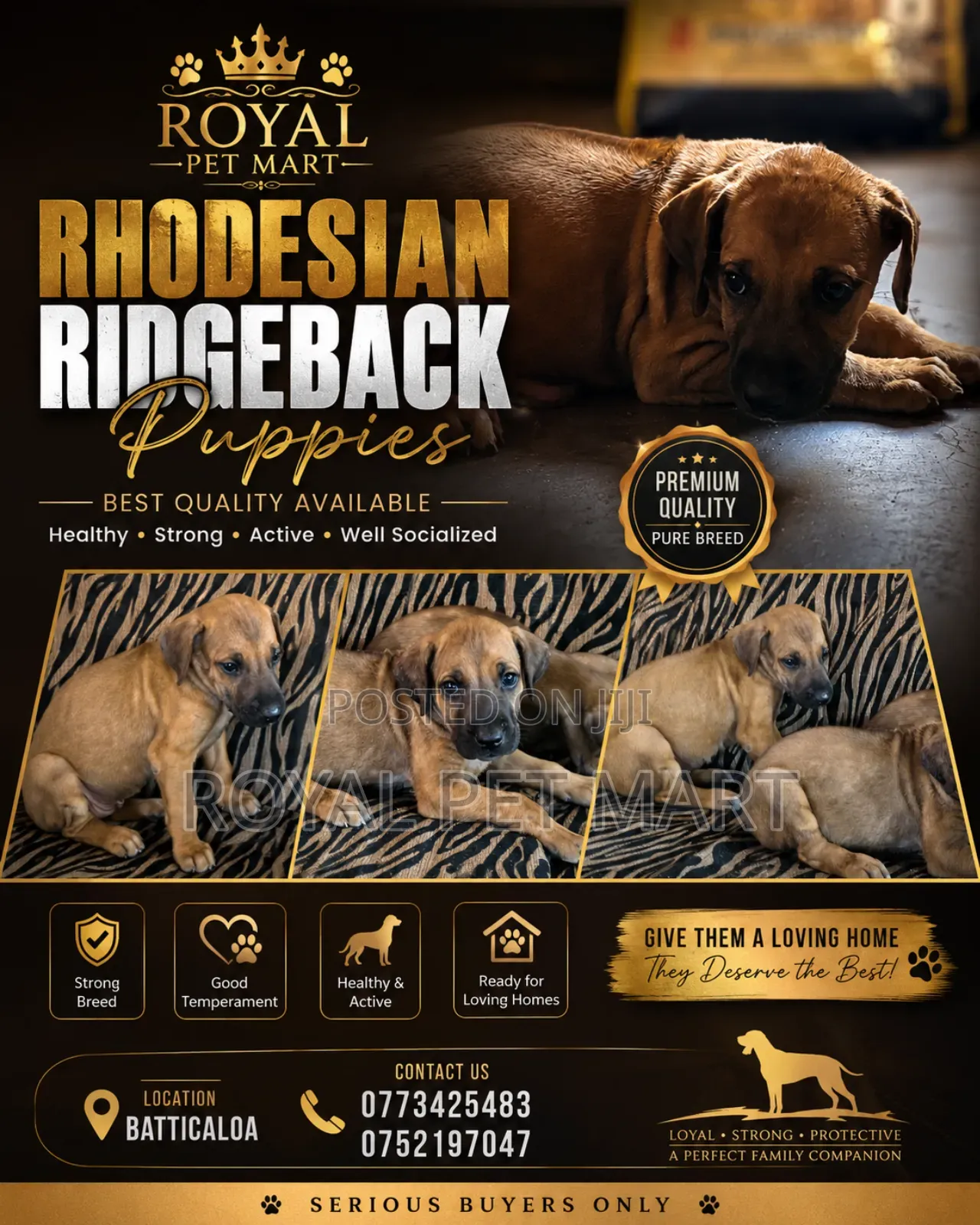 1-3 months Male Purebred Rhodesian Ridgeback