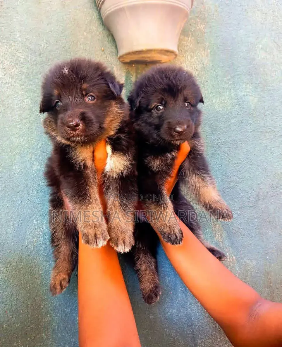 0-1 month Male Purebred German Shepherd