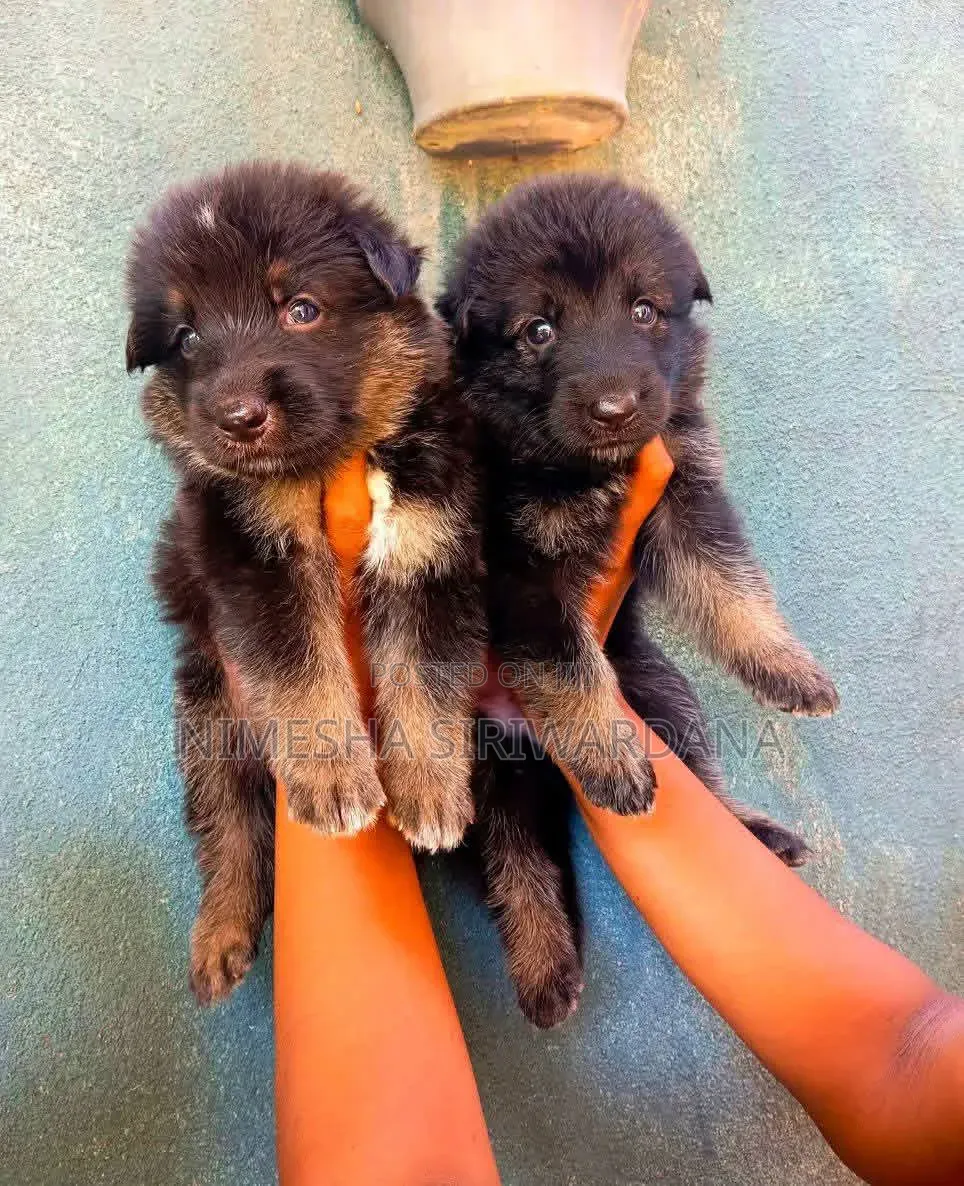 0-1 month Male Purebred German Shepherd