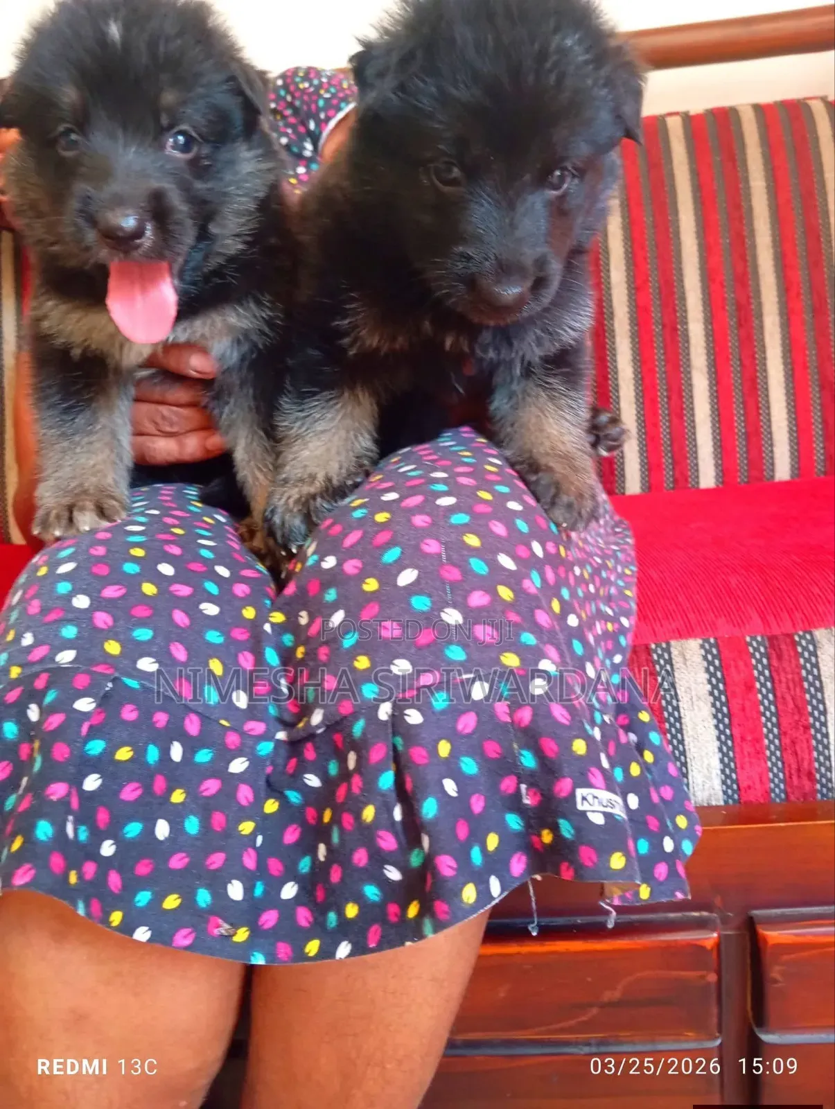 0-1 month Male Purebred German Shepherd