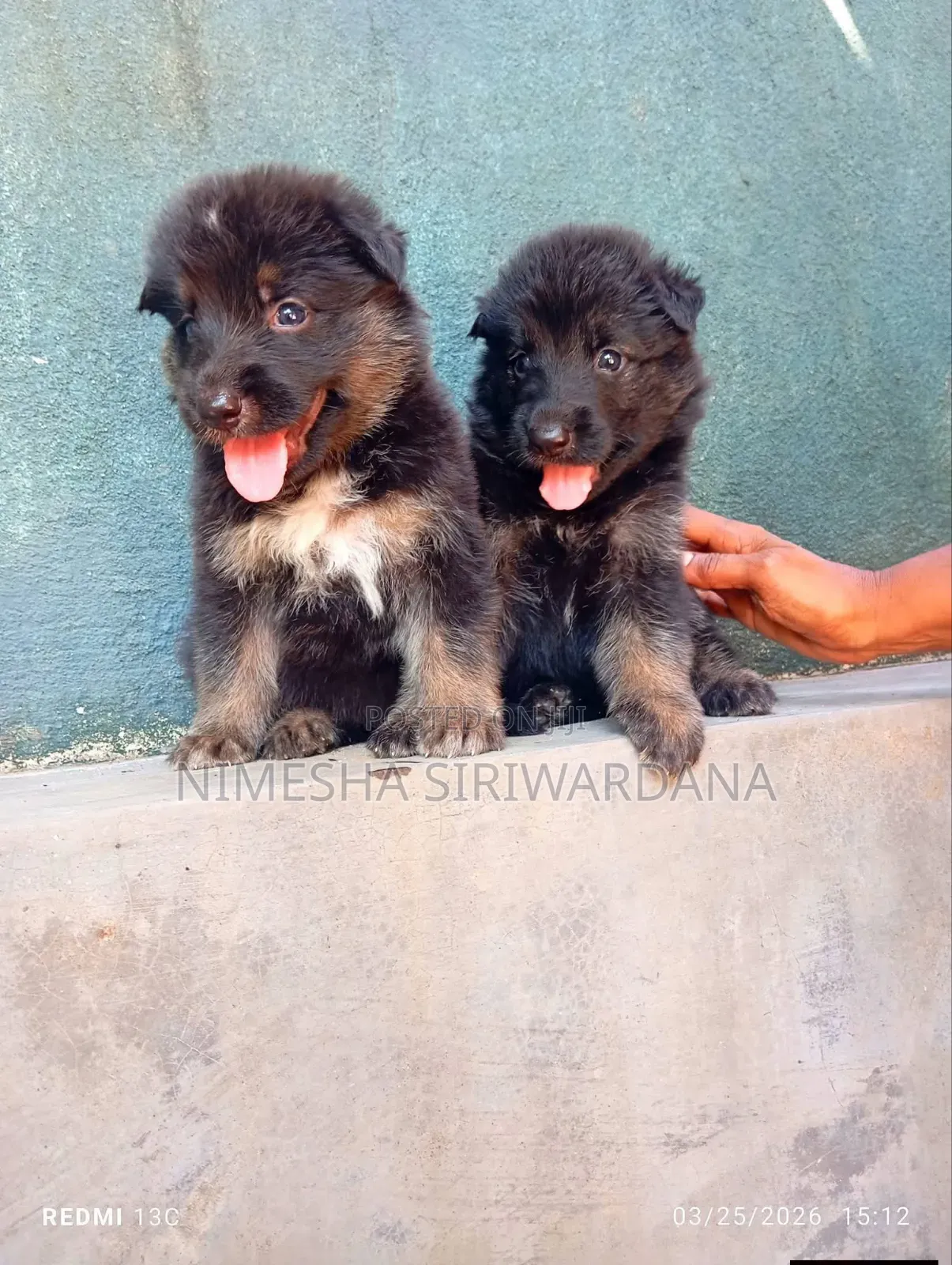 0-1 month Male Purebred German Shepherd
