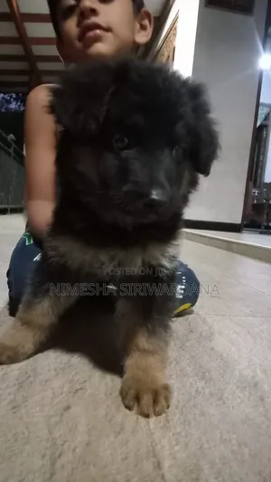 1-3 months Female Purebred German Shepherd