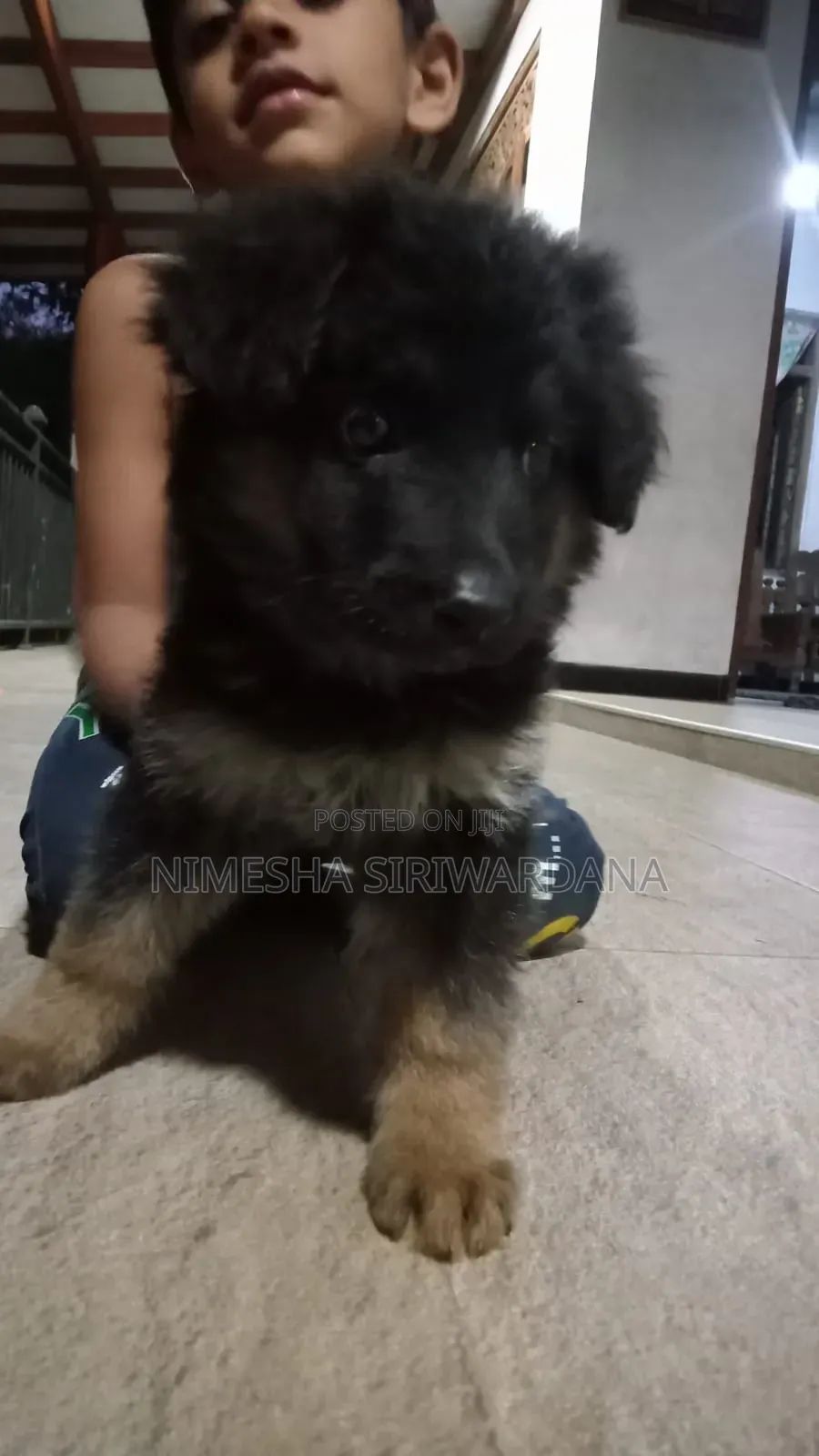 1-3 months Female Purebred German Shepherd