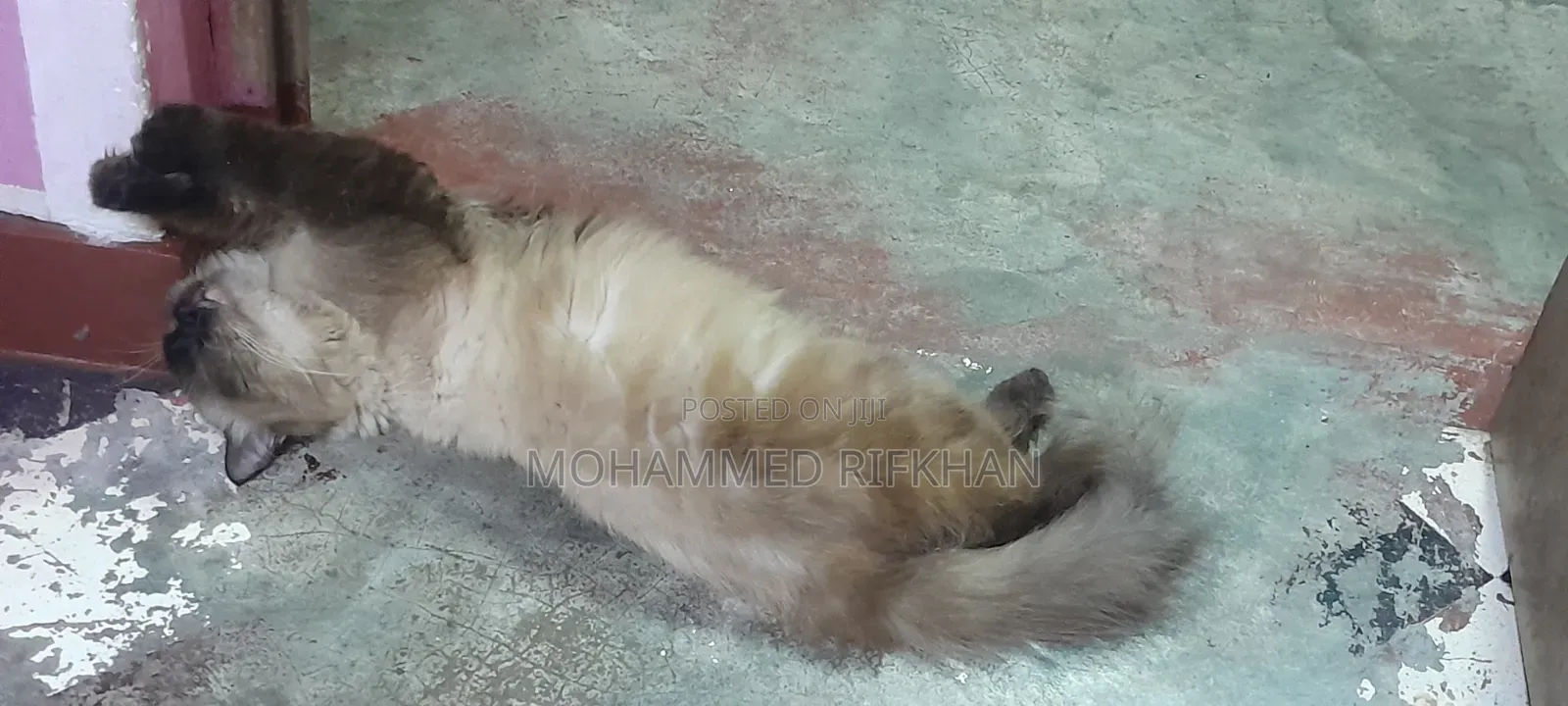 1+ year Male Purebred Himalayan