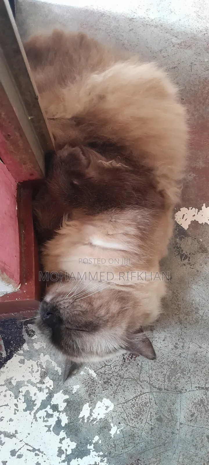 1+ year Male Purebred Himalayan