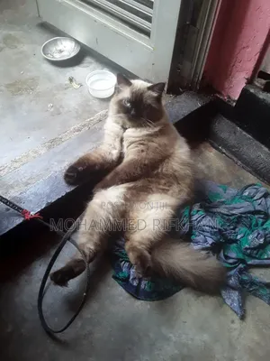 1+ year Male Purebred Himalayan