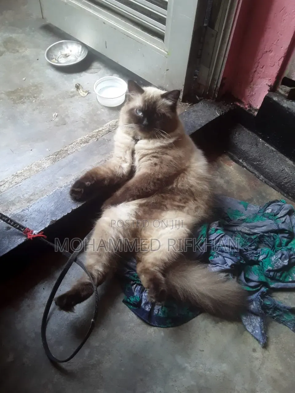 1+ year Male Purebred Himalayan