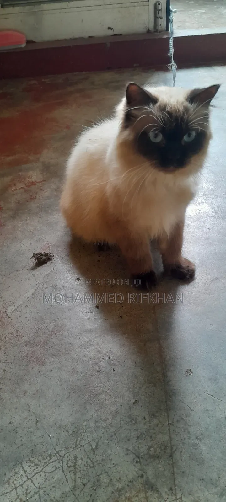 1+ year Male Purebred Himalayan
