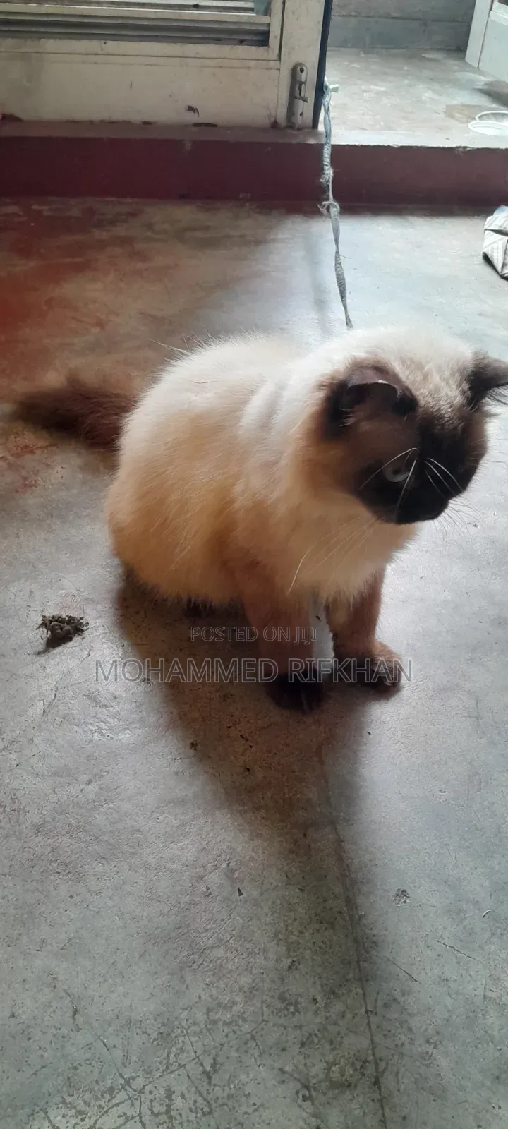 1+ year Male Purebred Himalayan