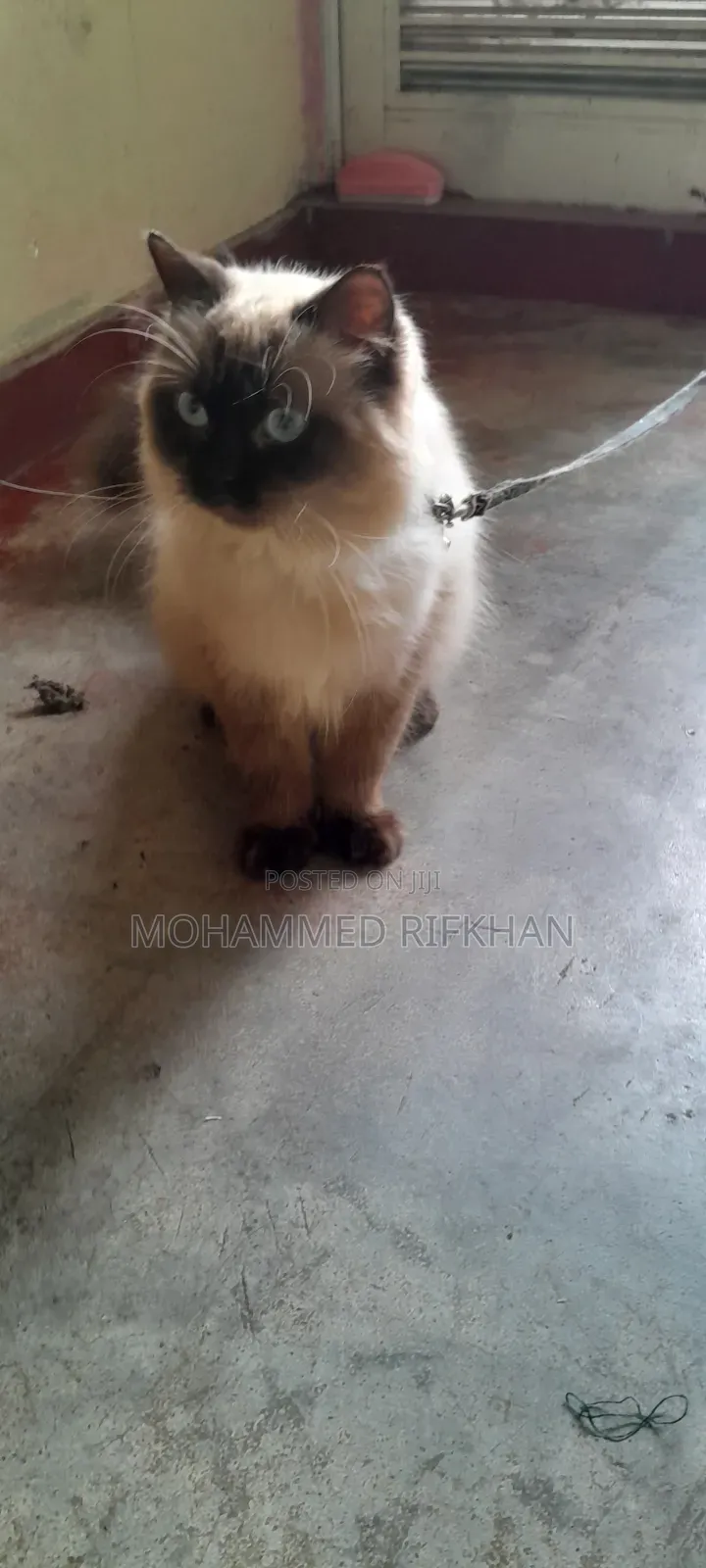 1+ year Male Purebred Himalayan