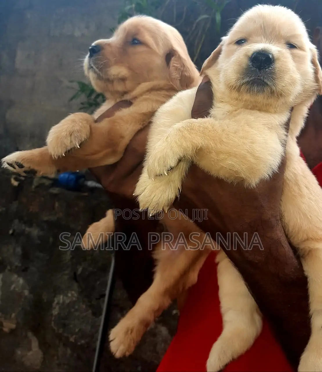 1-3 months Female Purebred Golden Retriever