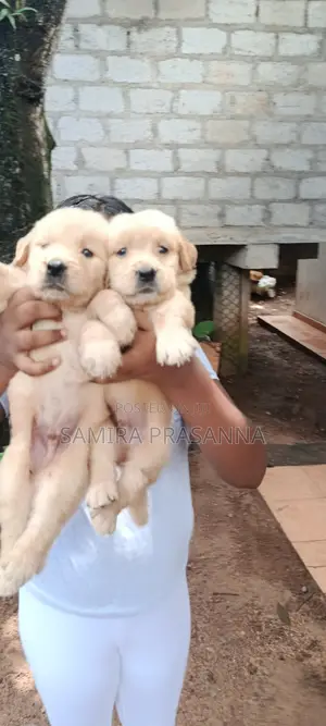 1-3 months Female Purebred Golden Retriever