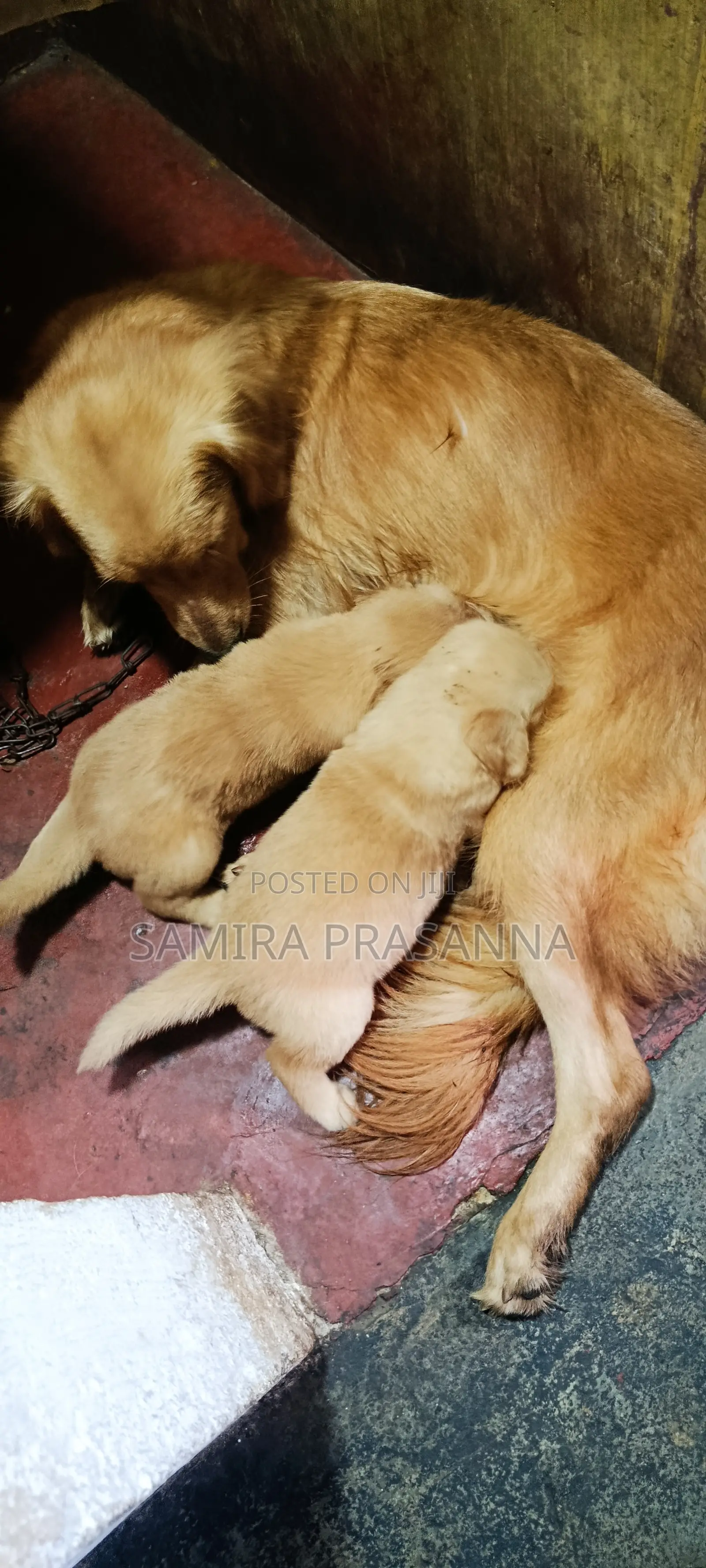 1-3 months Female Purebred Golden Retriever