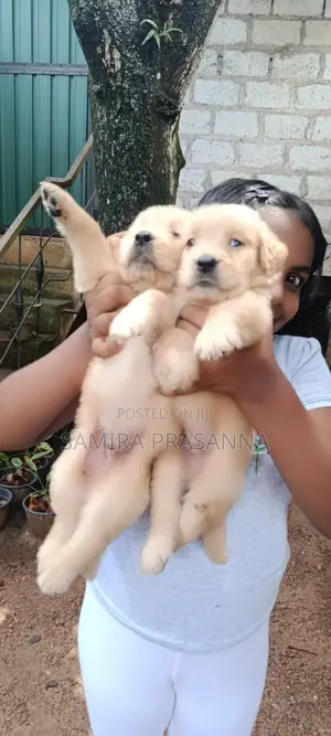 1-3 months Female Purebred Golden Retriever