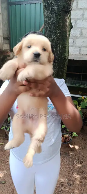 1-3 months Female Purebred Golden Retriever