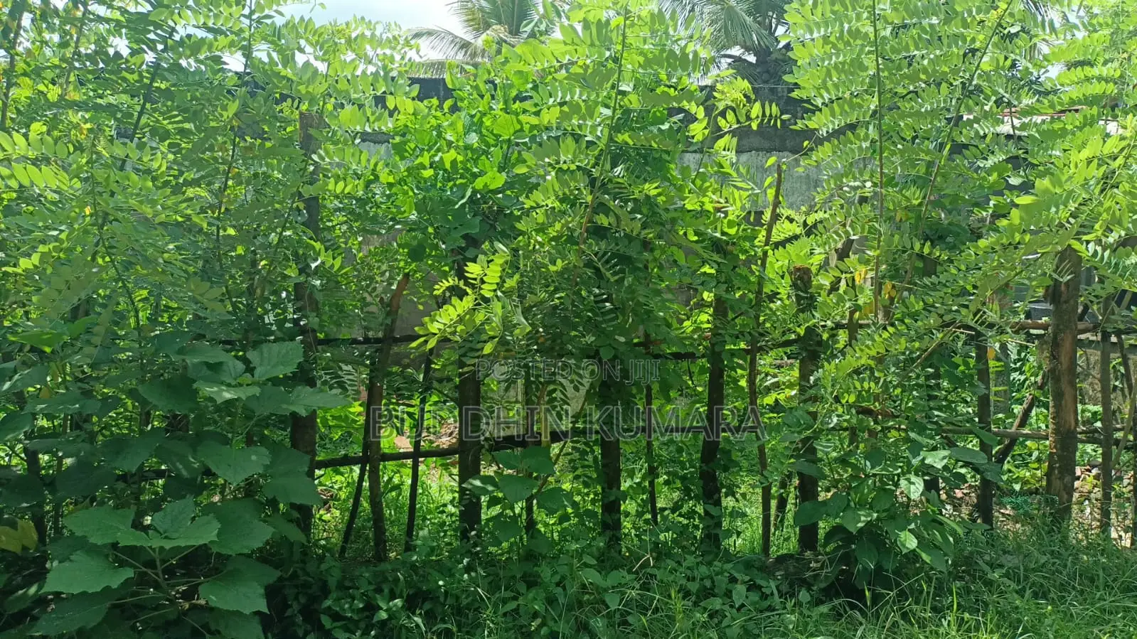 Koralaima Land