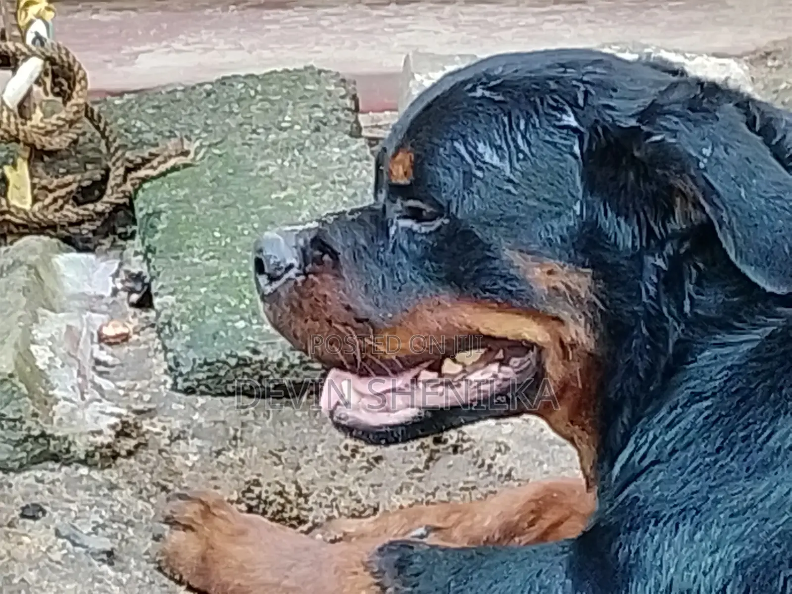 1+ year Male Purebred Rottweiler