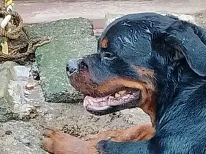 1+ year Male Purebred Rottweiler